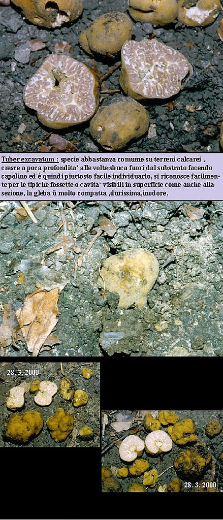 Tuber excavatum    Vittadini